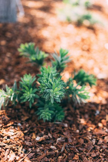 Young green plant growing in soil covered with mulch. Perfect for articles on gardening tips, landscaping, nature walks, and plant care guides. Great visual for promoting outdoor activities, eco-friendly practices, and horticulture.