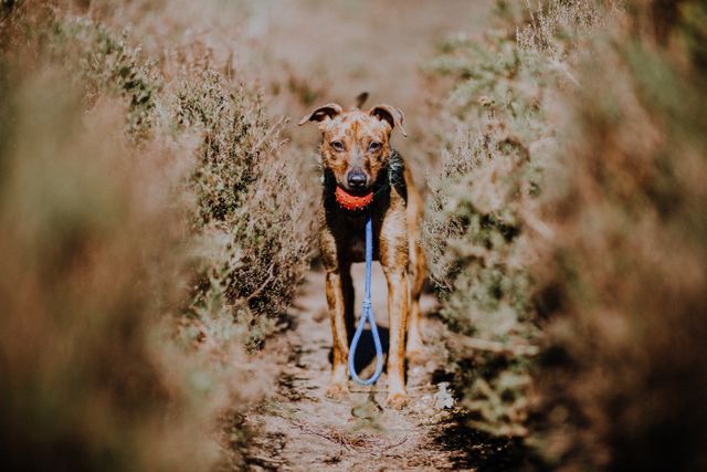 Brown dog wearing red collar standing among tall grasses and brush with blue leash, looking alert. Ideal for use in pet care promotions, nature outings with pets, advertisements for dog products, or outdoor adventure posts.