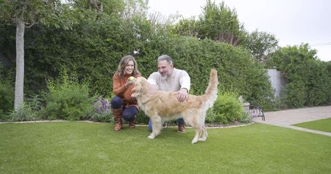 Happy Couple Playing Fetch with Golden Retriever in Lush Backyard Garden
