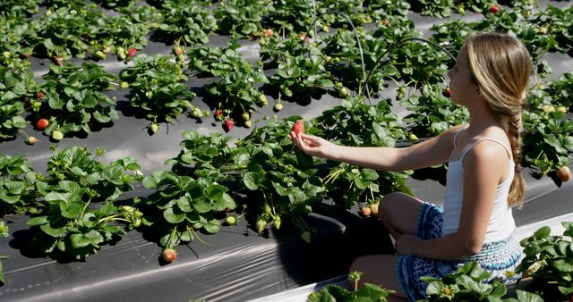 Teenage Caucasian girl picks strawberries in a sunny field. She enjoys a day of fruit harvesting, showcasing a connection with nature.