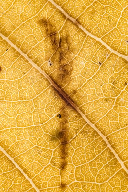 This image showcases a detailed close-up of a yellow leaf, highlighting its intricate veins and featuring a burnt mark. It is ideal for use in nature-themed projects, educational materials focusing on plant anatomy, seasonal content reflecting autumn, or as a background in creative designs or presentations emphasizing texture and detail.