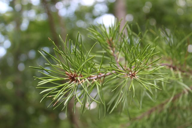 Evergreen pine tree branch with slender, green needles against blurred background. Ideal for nature, botanical, and outdoor themes. Useful for educational materials about plant species, environmental projects, or as a serene background image.