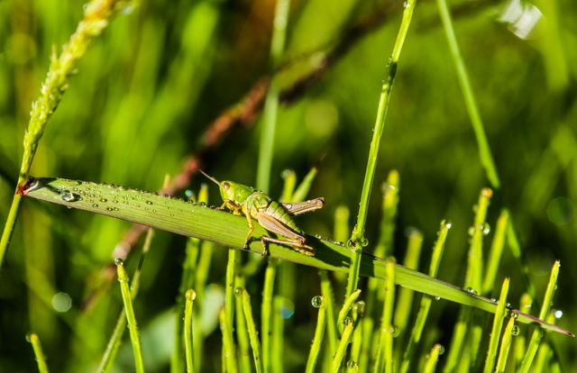 Close-up of a grasshopper perched on a green blade of grass covered with morning dew drops, creating a vibrant green background. Ideal for use in educational materials, nature blogs, insect-themed projects, and environmental awareness campaigns. The image highlights the beauty of morning nature and wildlife in a meadow during summer.