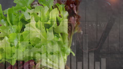 Digital Data Animation Overlaying Fresh Green Salad