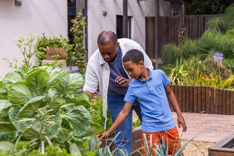 African american father teaching son gardening in backyard raised bed harvesting cabbage