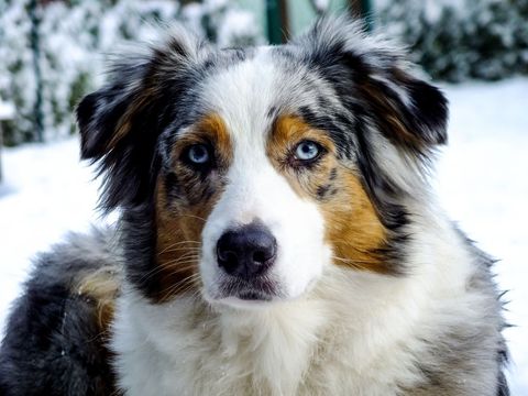 Australian shepherd dog with blue eyes in snowy outdoor