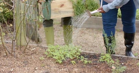 African american couple watering seedlings in backyard garden showing teamwork and home gardening