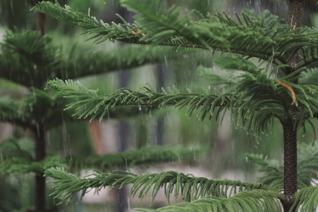 Raindrops fall gently on pine tree branches creating a calming scene with fresh, green foliage. Great for projects emphasizing nature, relaxation, and seasonal changes. Ideal for websites or marketing materials focused on outdoor themes, environment, and holistic approaches.