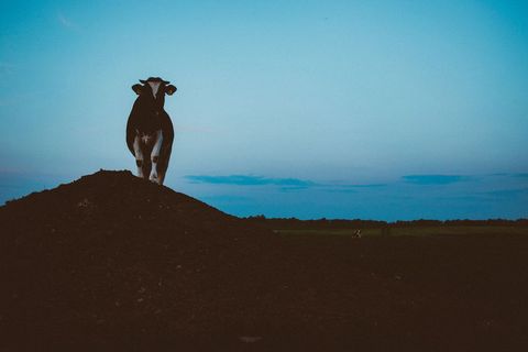 Silhouetted Cow Standing on Dirt Mound at Dusk under Expansive Blue Sky