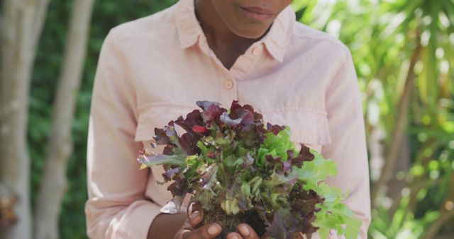 Midsection of senior african american woman holding lettuce in garden. Senior lifestyle, gardening, nature, hobby and domestic life.