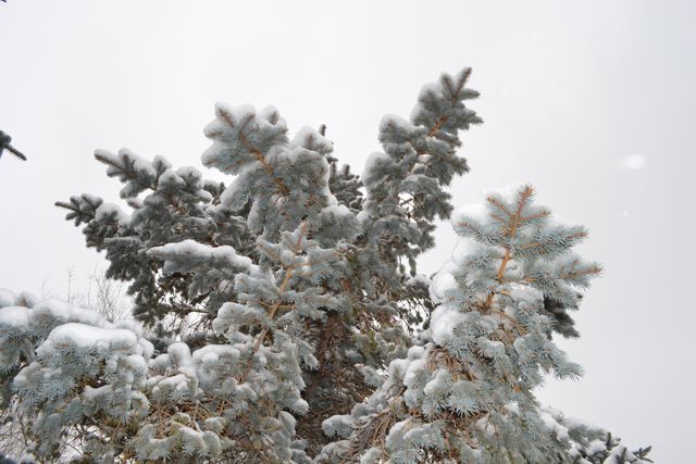 Featuring snow-covered evergreen trees in a peaceful winter landscape, great for seasonal greetings, winter-themed advertisements, or nature scenes. Perfect for conveying tranquility, cold weather, and natural beauty. Suitable for backgrounds, holiday cards, or social media posts.