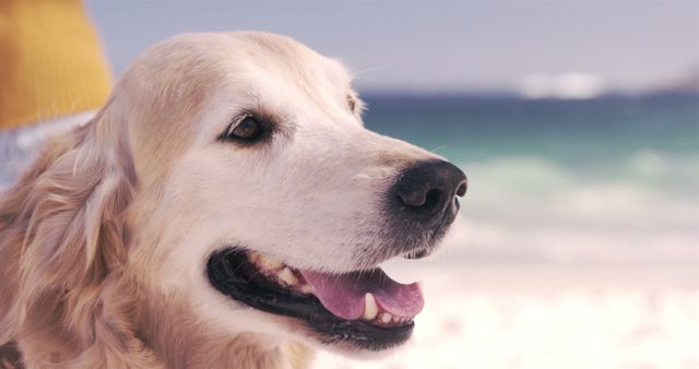 Shows closeup of a Golden Retriever enjoying a sunny day at the beach. Perfect for pet-related promotions, nature-loving themes, outdoors activity advertisements or vacation planning campaigns.