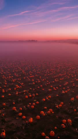 Vertical dawn video revealing foggy pumpkin patch with glowing magenta sky and moody light