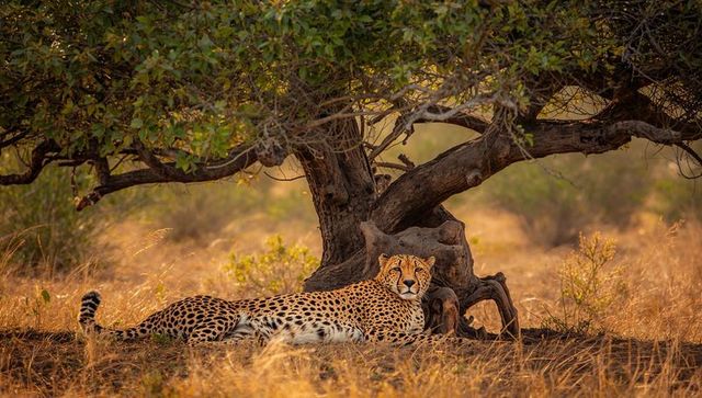 Cheetah relaxing under tree in african savanna