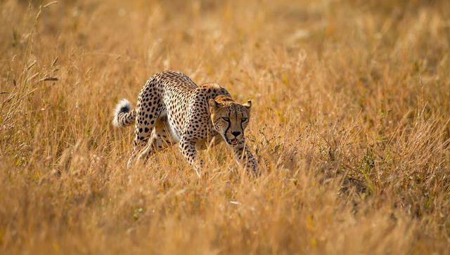 Cheetah Prowling in Grassland During Golden Hour