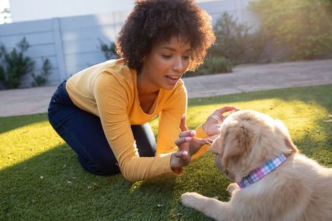Woman Bonding with Golden Retriever Puppy Outdoors
