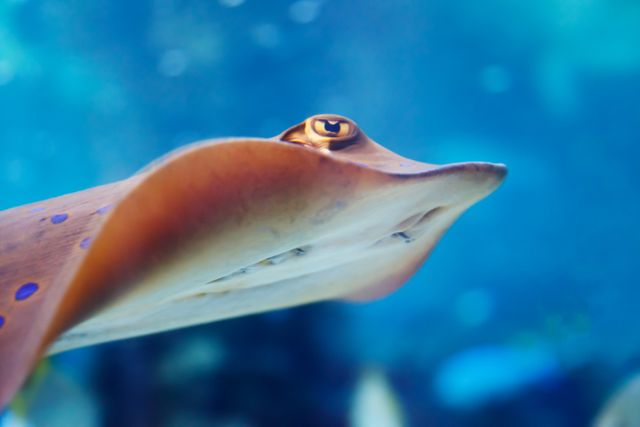 Close-up of Stingray Swimming Underwater with a Soft Focus Background - Download Free Stock Photos Pikwizard.com