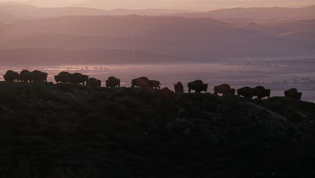 Herd of american bison silhouetting along ridge at misty sunrise over valley