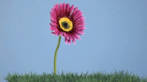 Vibrant Flower in Rain