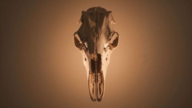 Displaying elongated animal skull backlit on warm wall highlighting sutures and texture