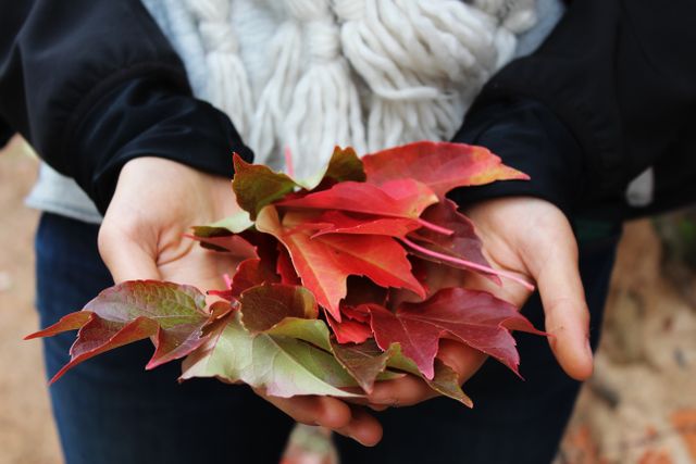 Close-Up of Hands Holding Colorful Autumn Leaves - Download Free Stock Photos Pikwizard.com