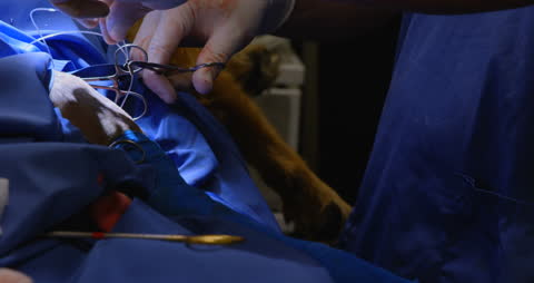 Veterinary Surgeon Performing Operation on Dog with Precision