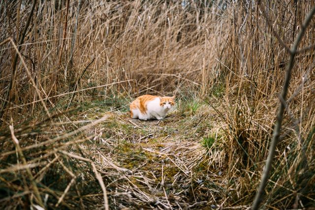 Feral cat sitting on a grassy path surrounded by tall dry grass and bushes in a natural setting. Useful for content about wildlife, nature, outdoor life, and animal behavior. Perfect for blog posts, articles on feral cats or wildlife conservation, and educational materials.
