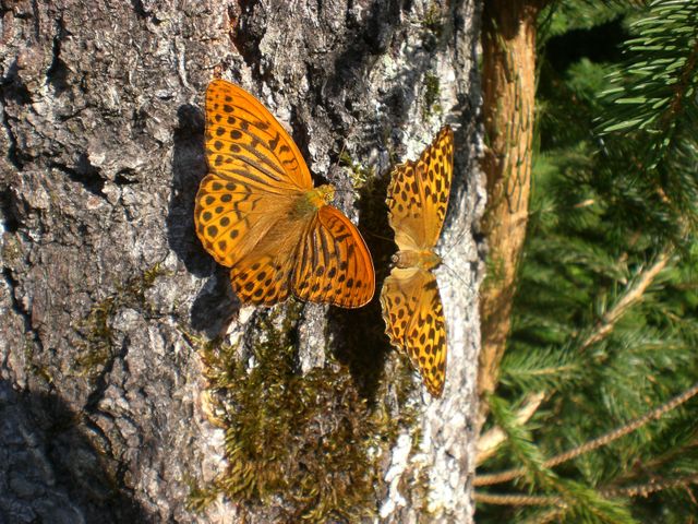 Two orange butterflies resting on tree bark in a natural outdoor setting. Ideal for nature-focused content, wildlife illustrations, educational materials about insects, and environmental awareness campaigns.