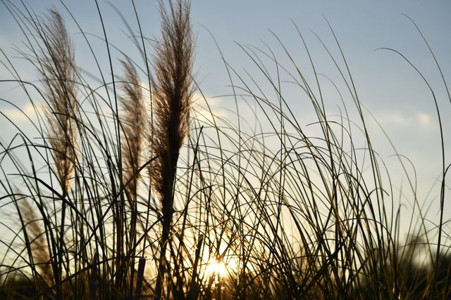 A serene outdoor scene featuring the setting sun casting a warm glow behind tall grass stems. Ideal for use in nature-related projects, websites focused on tranquility and calmness, or backgrounds for inspirational content.