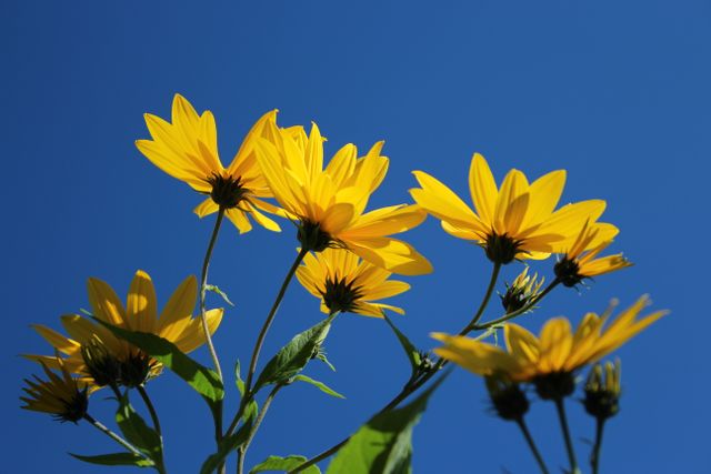 Bright Yellow Sunflowers against Clear Blue Sky - Download Free Stock Photos Pikwizard.com