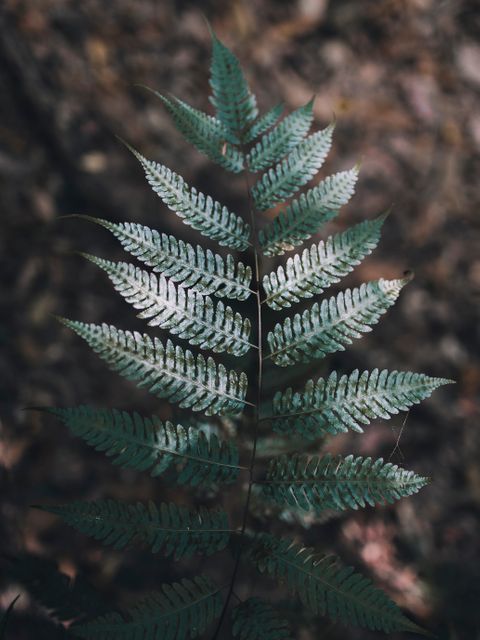 Close-up of Green Fern Leaf in Natural Surroundings - Download Free Stock Photos Pikwizard.com