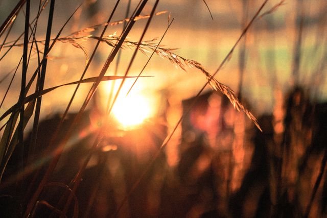 Sunset through Grass Blades with Warm Light - Download Free Stock Photos Pikwizard.com