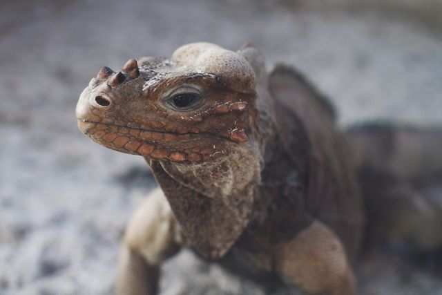 Close-Up of Lizard in Natural Habitat - Download Free Stock Images Pikwizard.com