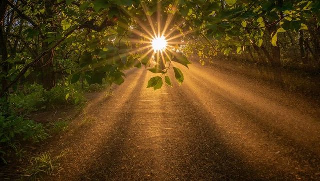 Sunburst beams casting through forest canopy onto dusty trail at golden hour