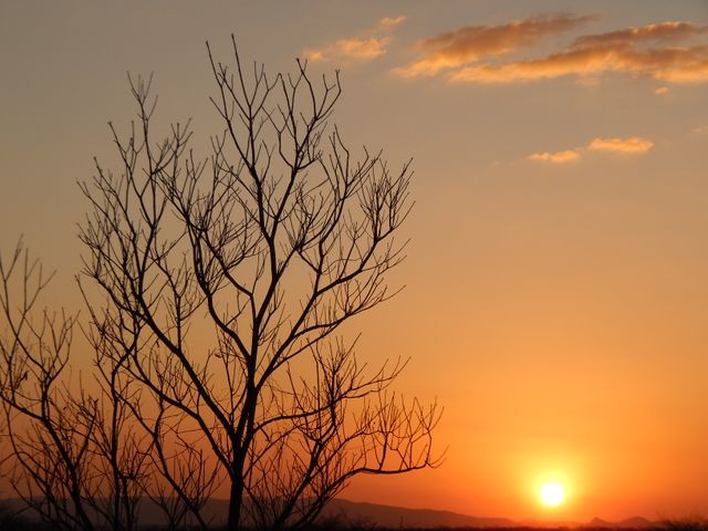 A serene sunset scene with the silhouette of a bare tree against an orange sky. This can be used for nature-themed projects, backgrounds, or for conveying peace and tranquility.