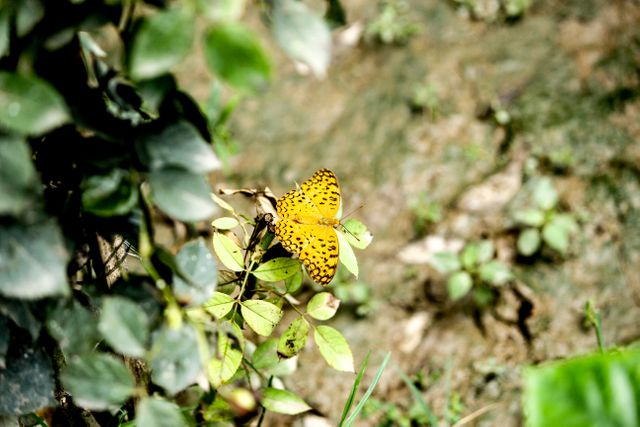 Yellow butterfly resting on green leaves surrounded by other foliage. Perfect for concepts of nature, tranquility, and the beauty of wildlife. Uses include education on insects, promoting biodiversity, gardening, and outdoor activities.