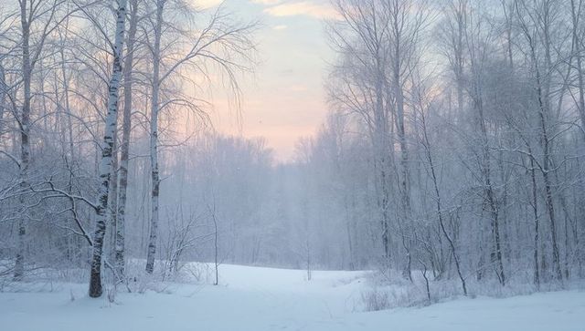 Birch Trees Framing Snowy Forest Clearing at Pink Sunrise Mist