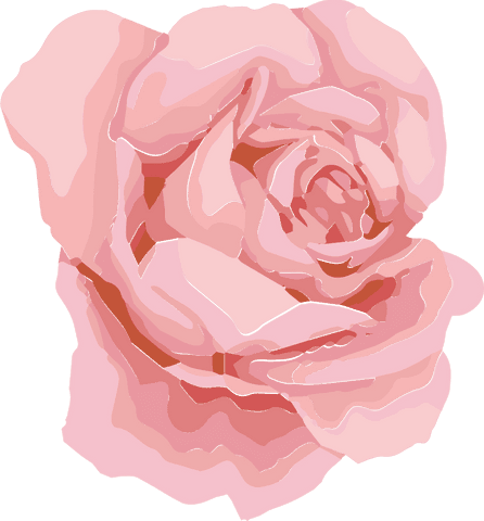 Transparent Pink Rose Vector with Layered Petals