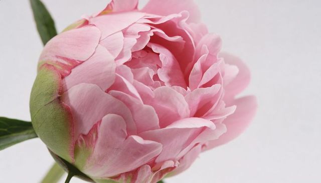 Soft Pink Peony Bloom Opening Closeup, Pastel Peony Petals with Green Sepals