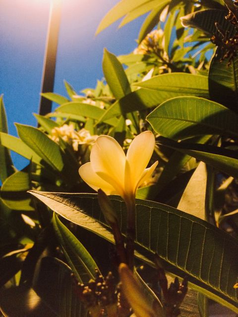This image showcases a yellow frangipani flower blooming among lush green foliage at dawn, bathed in soft morning light. Perfect for use in nature-themed projects, floral designs, garden and landscaping content, or tranquil scene illustrations.