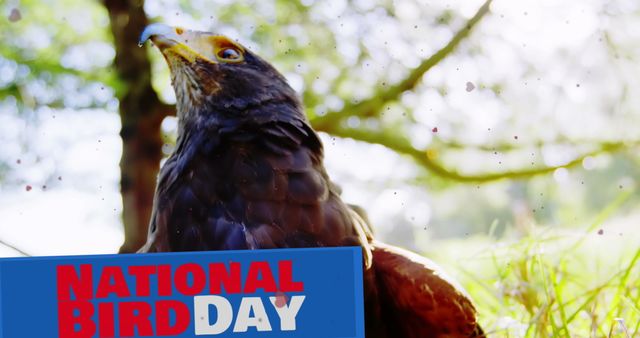 National Bird Day Celebrations Concept with Native Hunting Bird - Download Free Stock Images Pikwizard.com