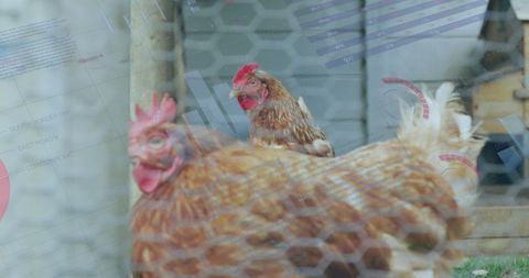 Overlay of Infographic Data on Hens in Poultry Farm - Download Free Stock Images Pikwizard.com