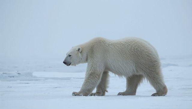 Polar bear traversing arctic sea ice under grey sky