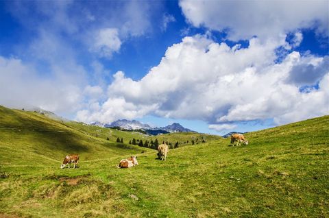 Grazing Cows on Alpine Meadow with Rolling Hills and Dramatic Blue Sky Panorama