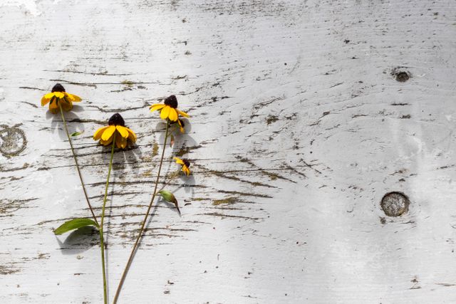 Yellow Wildflowers on Weathered Wooden Surface - Download Free Stock Photos Pikwizard.com