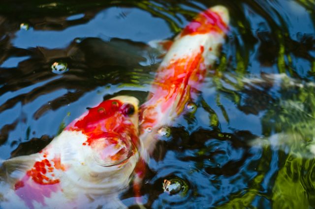 Colorful Koi Fish Swimming in Water with Reflections - Download Free Stock Photos Pikwizard.com