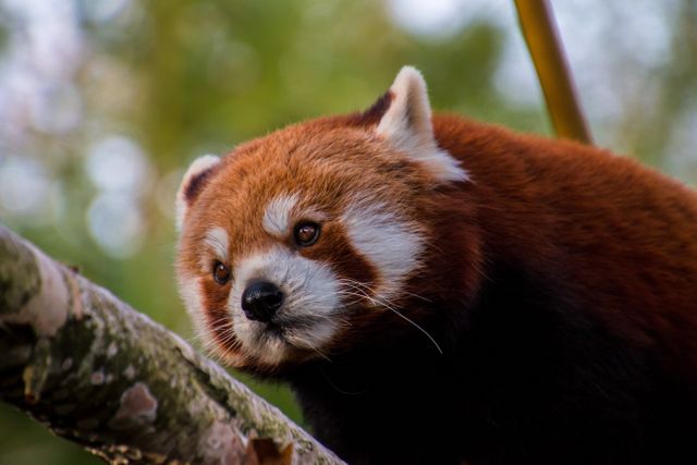 Adorable Red Panda Resting on Branch - Download Free Stock Photos Pikwizard.com