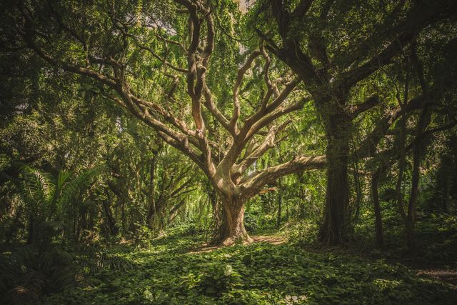 This captivating scene of an ancient tree with sprawling branches in a lush tropical forest radiates natural beauty and tranquility. Ideal for nature conservation campaigns, eco-friendly product promotions, travel brochures, or wallpapers. Use this image to evoke serenity, natural wonder, and a profound connection to the environment.