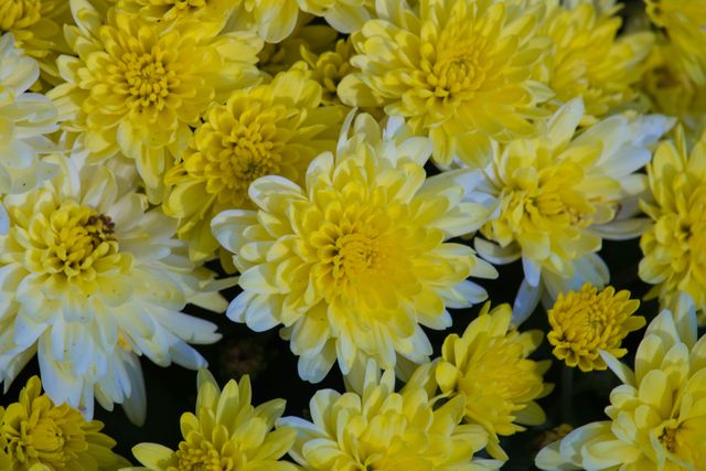 Bright yellow chrysanthemums in full bloom captured in a close-up. Perfect for use in gardening blogs, floral decoration sites, and nature-themed content. It signifies beauty, brightness, and freshness, making it an excellent choice for backgrounds, greeting cards, and promotional materials for floral shops.