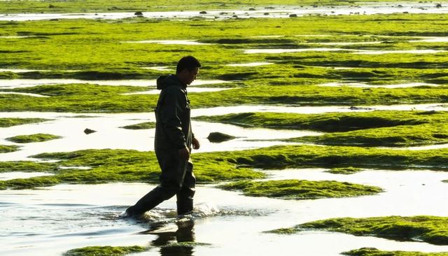 Man walking through algae-covered tidal pools in chest waders at golden hour